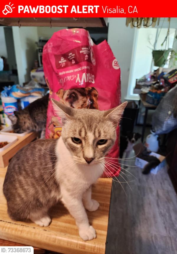 Lost Male Cat last seen Demaree, Visalia, CA 93277