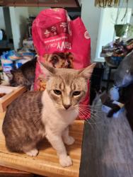 Lost Male Cat last seen Demaree, Visalia, CA 93277