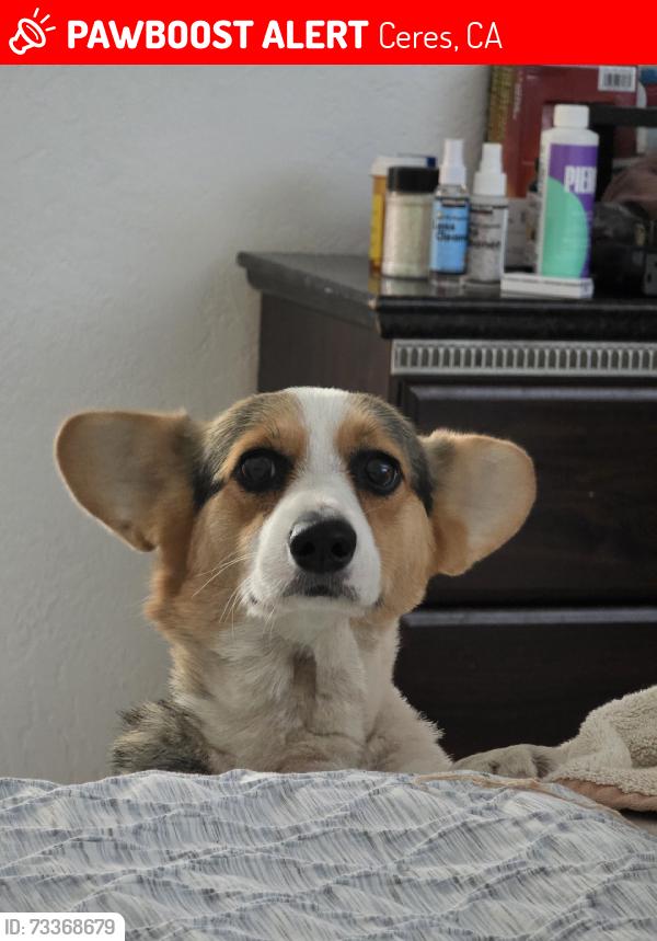 Lost Female Dog last seen Service rd and keyes rd, Ceres, CA 95307