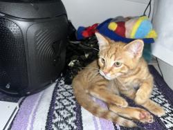 Lost Male Cat last seen Softwind apmts, Vista, CA 92081