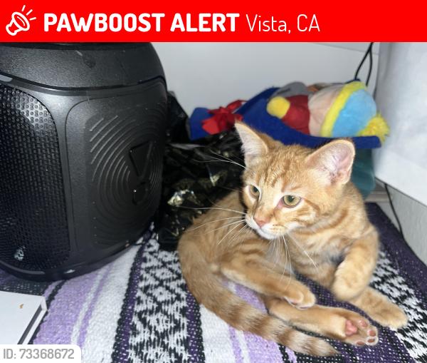 Lost Male Cat last seen Softwind apmts, Vista, CA 92081
