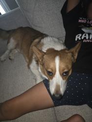 Lost Male Dog last seen Service rd and keyes rd, Ceres, CA 95307