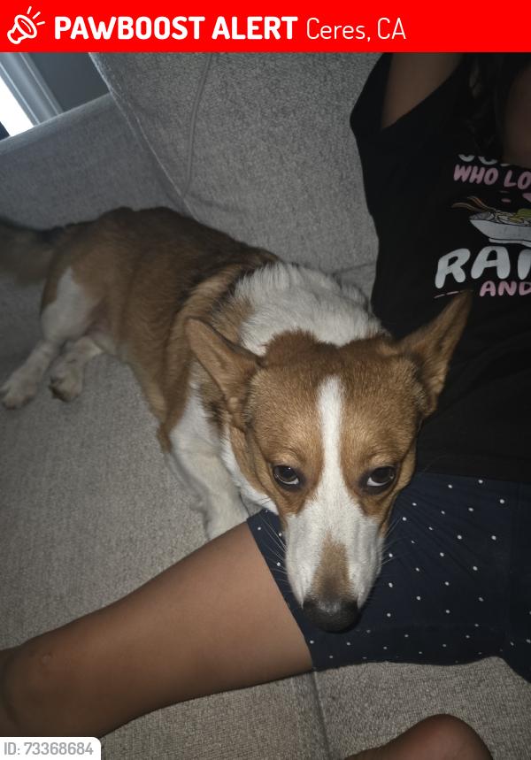 Lost Male Dog last seen Service rd and keyes rd, Ceres, CA 95307