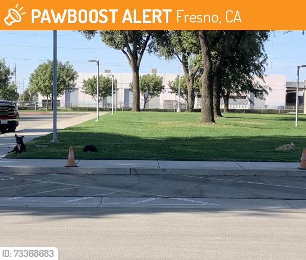 Found/Stray Male Dog last seen Fresno Irrigation District, Fresno, CA 93725