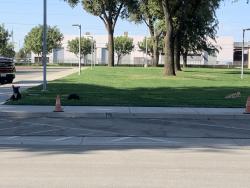 Found/Stray Male Dog last seen Fresno Irrigation District, Fresno, CA 93725