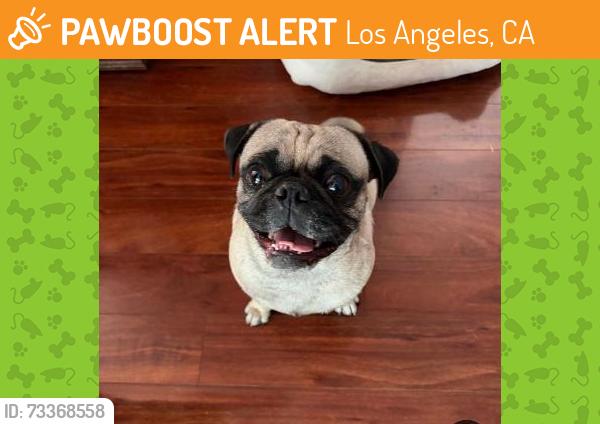 Found/Stray Male Dog last seen Sylmar near Pacoima wash bridge/Tibbets St., Los Angeles, CA 91342