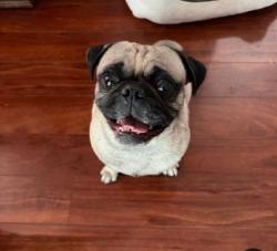 Found/Stray Male Dog last seen Sylmar near Pacoima wash bridge/Tibbets St., Los Angeles, CA 91342