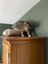Lost Female Cat last seen Wade Lane and Clinton Hwy, Knoxville, TN 37912