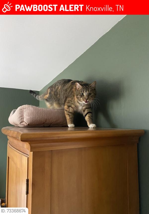 Lost Female Cat last seen Wade Lane and Clinton Hwy, Knoxville, TN 37912