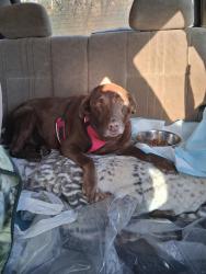 Lost Female Dog last seen Emerald Queen Casino Tacoma, Tacoma, WA 98404
