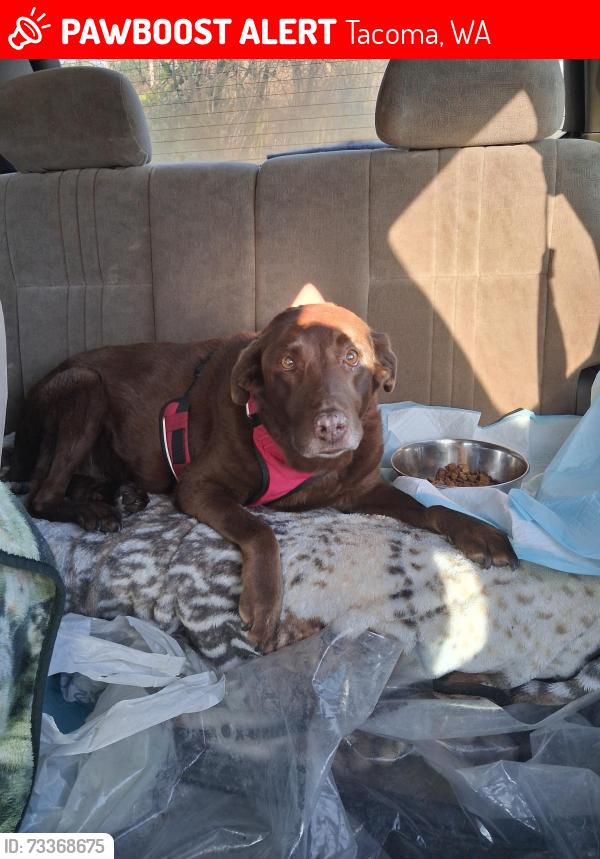 Lost Female Dog last seen Emerald Queen Casino Tacoma, Tacoma, WA 98404