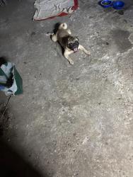 Found/Stray Male Dog last seen 33rd Street N, St. Petersburg, FL 33702