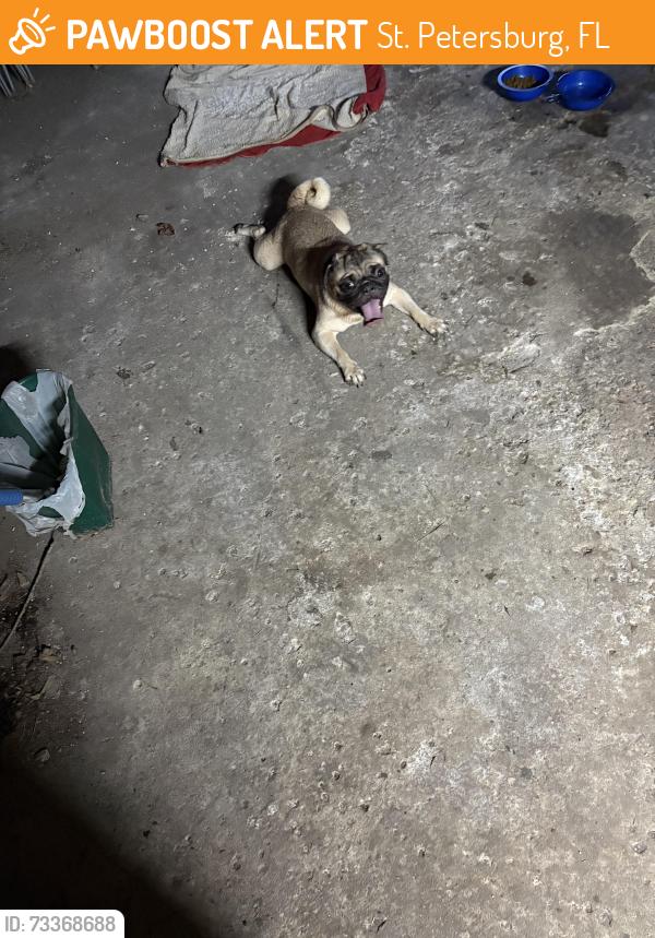 Found/Stray Male Dog last seen 33rd Street N, St. Petersburg, FL 33702