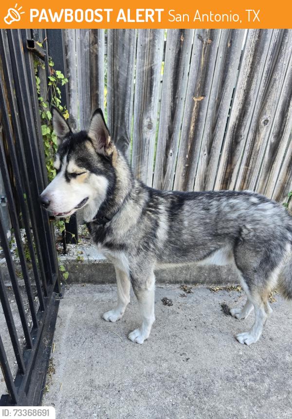 Found/Stray Male Dog last seen Near Old HW 90 and 37th Street, San Antonio, TX 78237