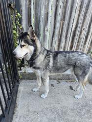 Found/Stray Male Dog last seen Near Old HW 90 and 37th Street, San Antonio, TX 78237