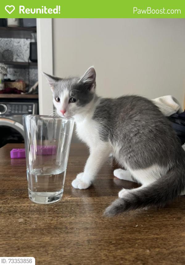 Reunited Male Cat last seen Old Cedar Rock Rd, Easley, SC 29640