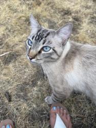 Lost Male Cat last seen N Front St., Talent, Talent, OR 97540