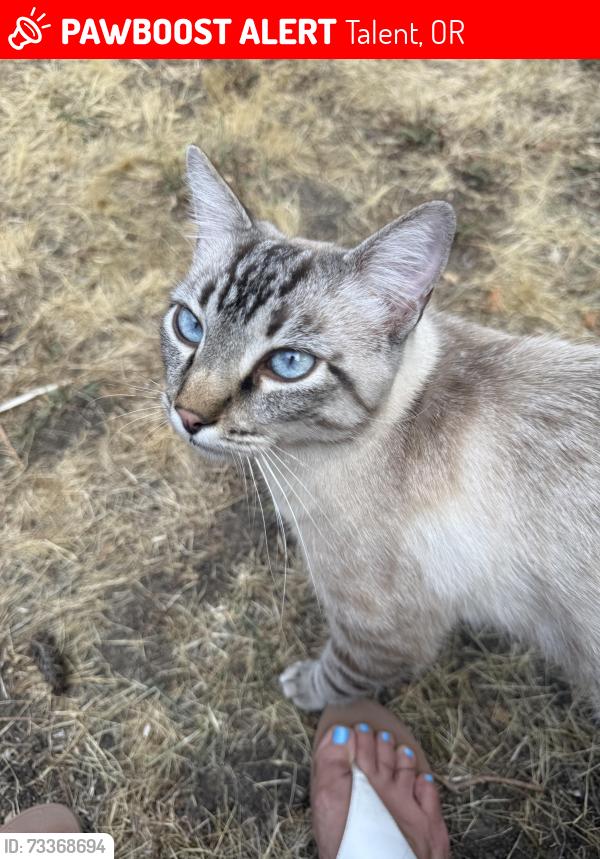 Lost Male Cat last seen N Front St., Talent, Talent, OR 97540