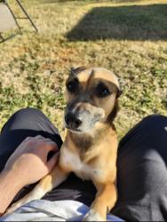 Reunited Male Dog last seen Second Ward, Houston, Tx, Houston, TX 77003