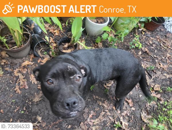 Found/Stray Female Dog last seen E Williams & S. Williams, Conroe, TX 77303