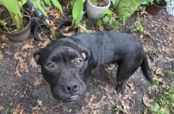 Found/Stray Female Dog last seen E Williams & S. Williams, Conroe, TX 77303