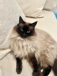 Lost Female Cat last seen Heart Bakes Cafe, Port Melbourne, VIC 3207