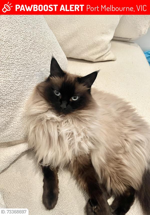 Lost Female Cat last seen Heart Bakes Cafe, Port Melbourne, VIC 3207