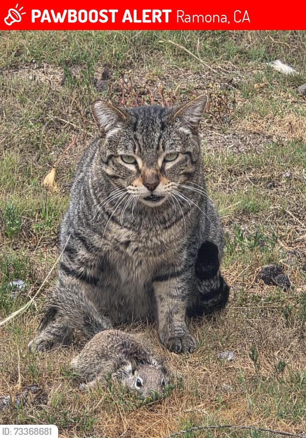Lost Female Cat last seen Hanson way, Ramona, CA 92065