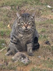 Lost Female Cat last seen Hanson way, Ramona, CA 92065