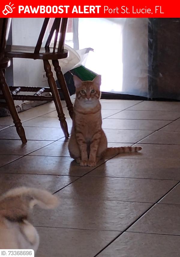 Lost Male Cat last seen Cameo, Port St. Lucie, FL 34953