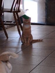 Lost Male Cat last seen Cameo, Port St. Lucie, FL 34953
