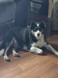 Lost Female Dog last seen Near W Aussie, Longton, KS 67352