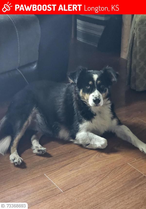 Lost Female Dog last seen Near W Aussie, Longton, KS 67352