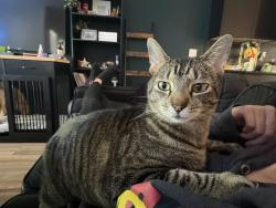 Lost Male Cat last seen Trinity and old buena vista, Nashville, TN 37207