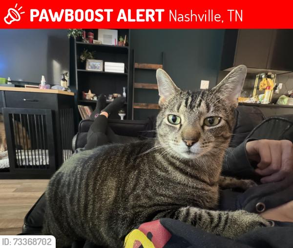 Lost Male Cat last seen Trinity and old buena vista, Nashville, TN 37207