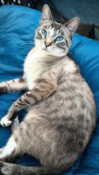 Reunited Male Cat last seen South Union / Davis Ave. Barratas Italian Restaurant, Des Moines, IA 50315