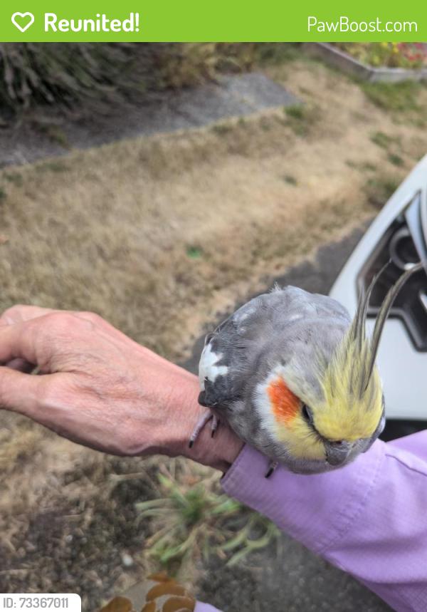 Reunited Unknown Bird last seen Near and bagley, Seattle, WA 98103