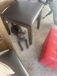 Lost Male Cat last seen Creekhollow drive, Godley, TX 76044
