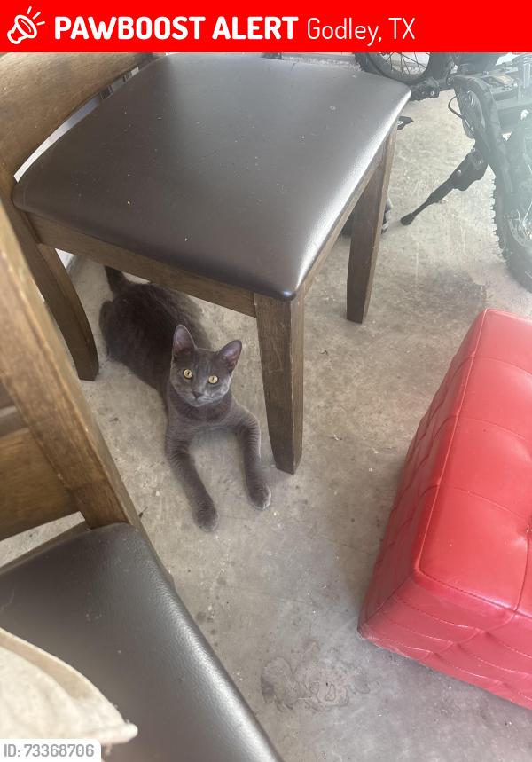Lost Male Cat last seen Creekhollow drive, Godley, TX 76044