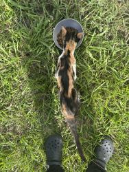 Found/Stray Female Cat last seen Ballance road, Fremont, NC 27830