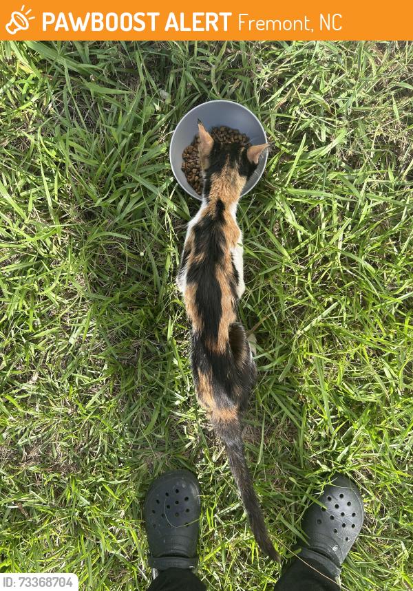 Found/Stray Female Cat last seen Ballance road, Fremont, NC 27830