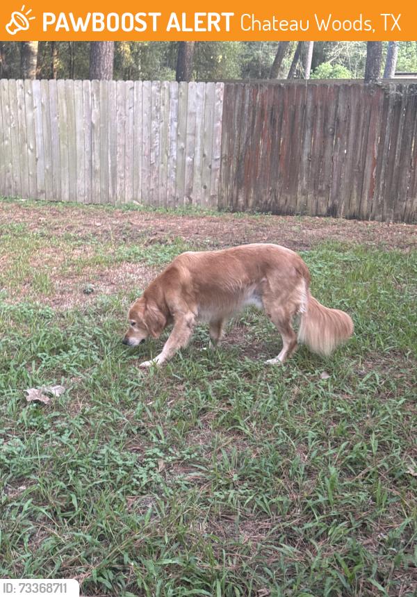 Found/Stray Male Dog last seen On longleaf, Chateau Woods, TX 77385