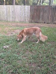 Found/Stray Male Dog last seen On longleaf, Chateau Woods, TX 77385