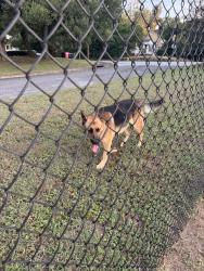 Found/Stray Male Dog last seen Macon dog park, Macon, GA 31201