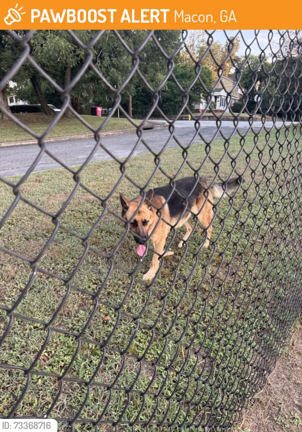 Found/Stray Male Dog last seen Macon dog park, Macon, GA 31201