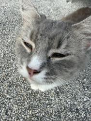 Found/Stray Female Cat last seen Near feeder between sagewood & heatherwood, Oak Ridge North, TX 77385