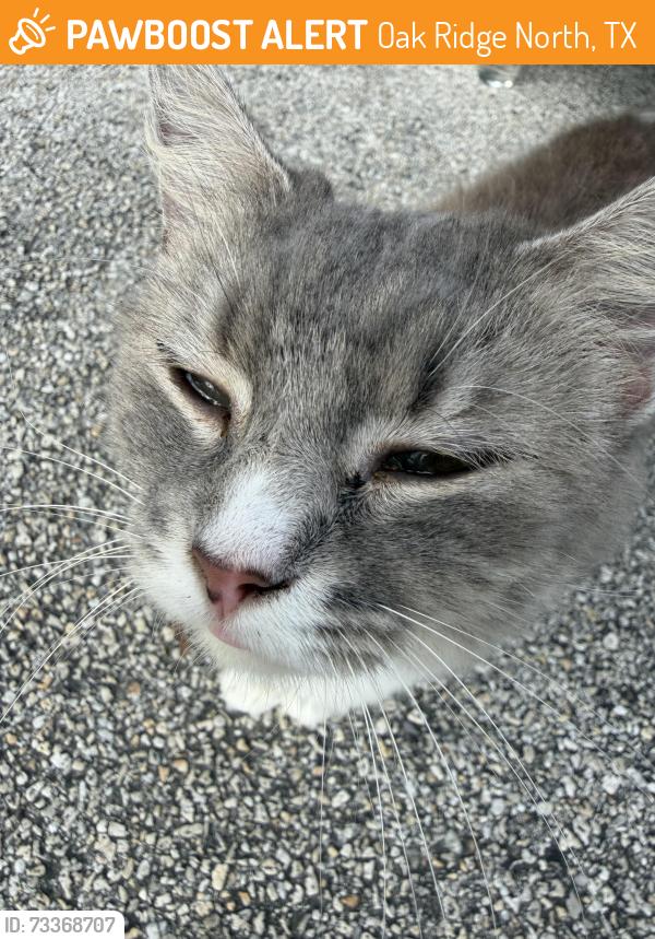 Found/Stray Female Cat last seen Near feeder between sagewood & heatherwood, Oak Ridge North, TX 77385