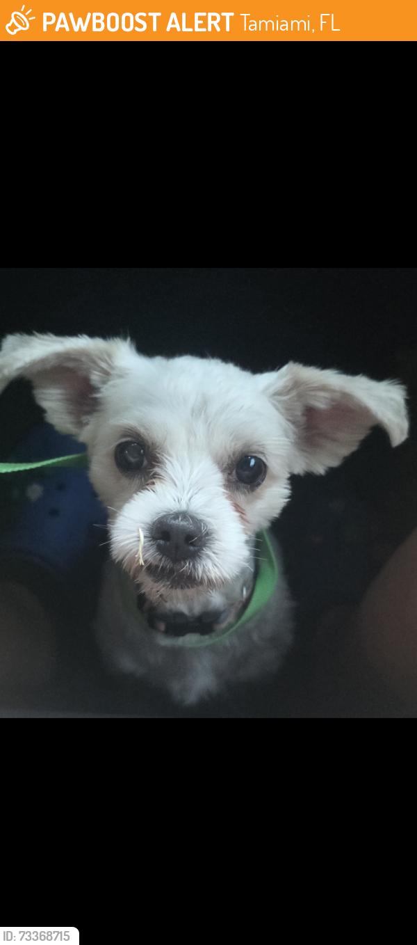 Found/Stray Unknown Dog last seen Near av and 136 st, Tamiami, FL 33184