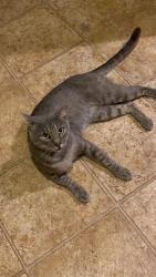 Lost Male Cat last seen Canter Horse, San Antonio, TX 78254