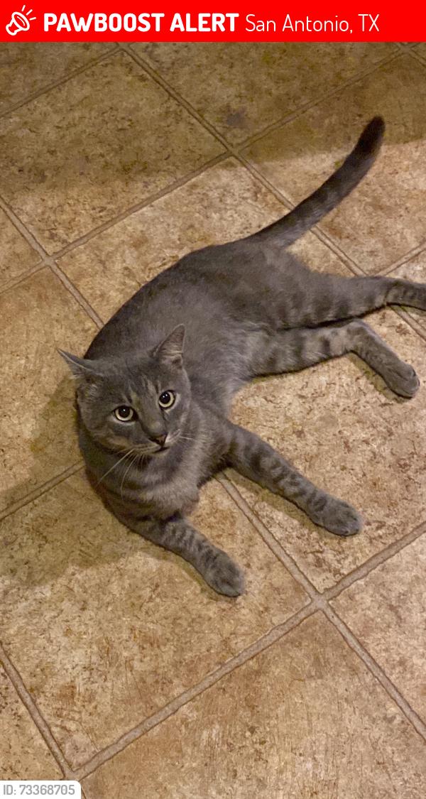 Lost Male Cat last seen Canter Horse, San Antonio, TX 78254